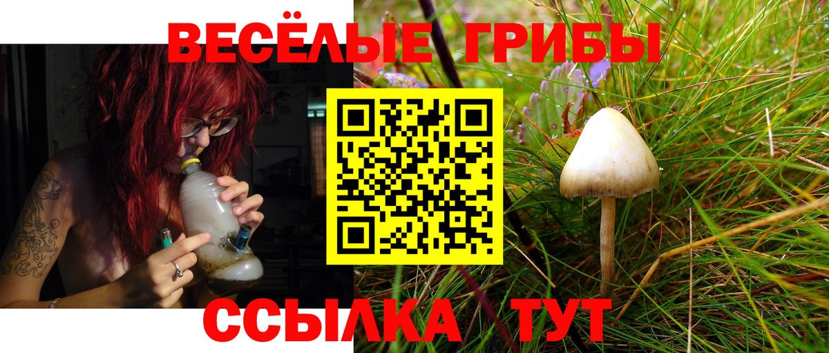 Псилоцибиновые грибы Psilocybine cubensis Саранск